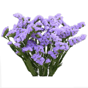 Lavender-300x300