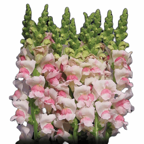 Snapdragons White & Pink