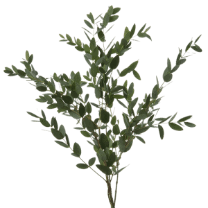 eucalyptus-parvifolia-300x300
