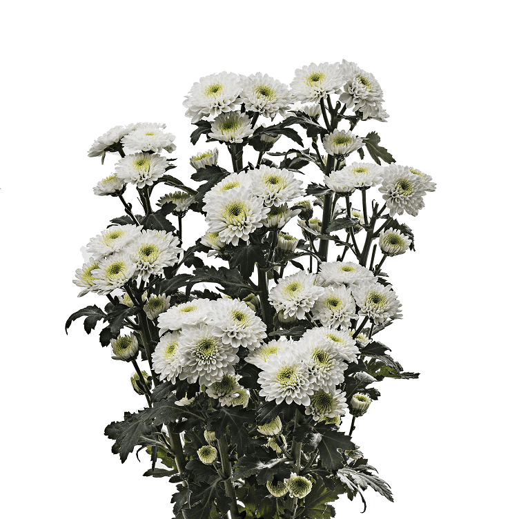 Chrysanthemums Button White