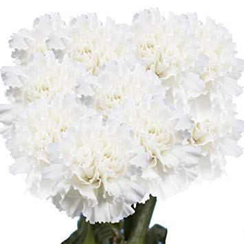Carnations Le Clair White