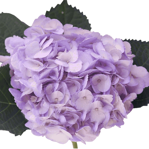 Hydrangea Tinted ASP05 Lavender
