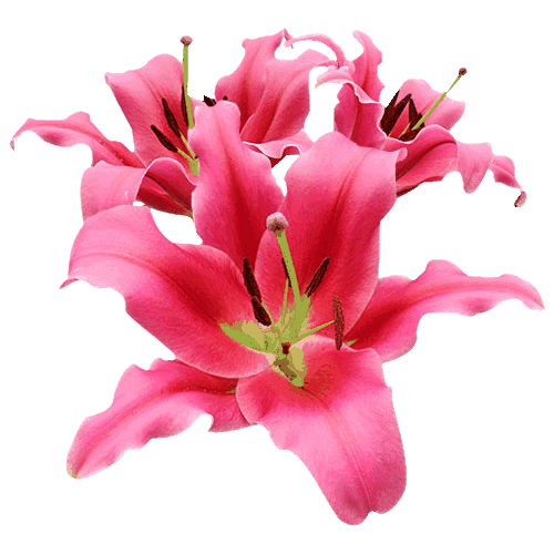 Oriental Lilies Amarossi