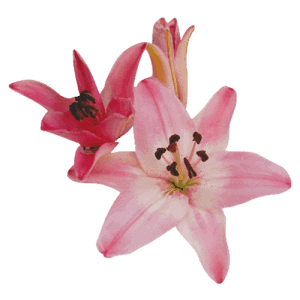 Asiatic Lillies Light Pink | Flowers Direct