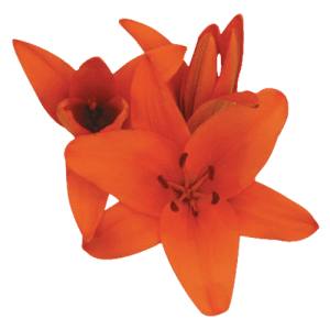 Asiatic-Lily-Orange-300x300 (1)