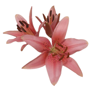 Asiatic Lillies Pink