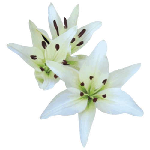 Asiatic Lillies White