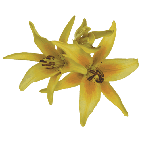 Asiatic-Lily-Yellow