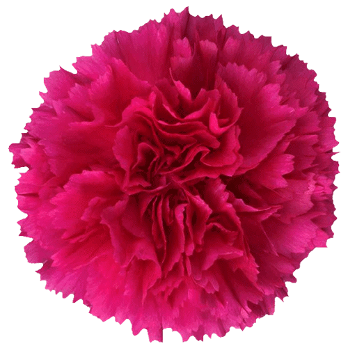 Carnations Bizet Hot Pink
