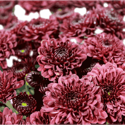 Chrysanthemums Button Burgundy