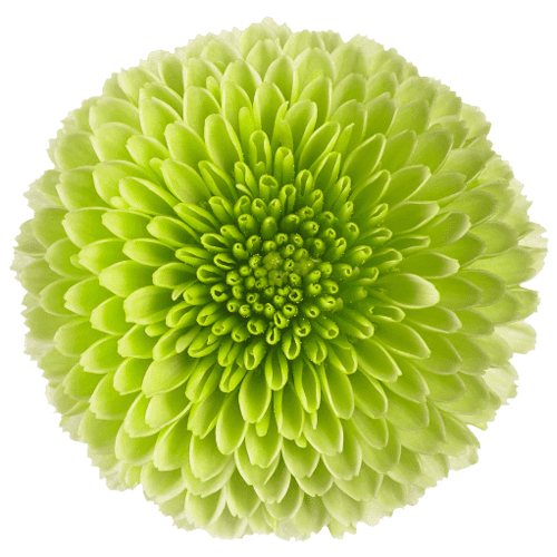 Chrysanthemums Button Green