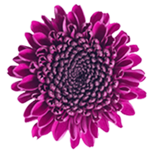 Chrysanthemums Button Purple
