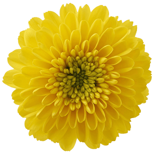 Chrysanthemums Button Yellow