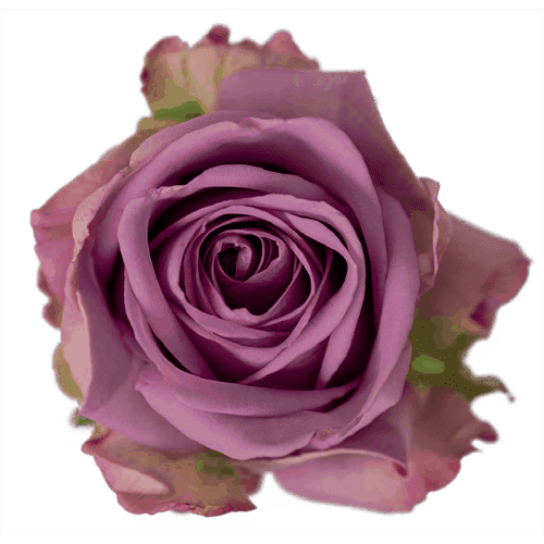 Rose Cool Water Lavender