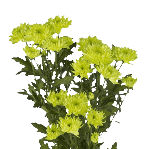 Chrysanthemums Cushion Green