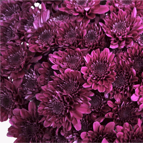 Chrysanthemums Cushion Purple