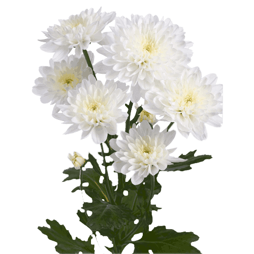 Chrysanthemums Cushion White