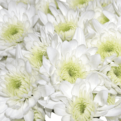 Chrysanthemum 'Old Fashioned White' plants
