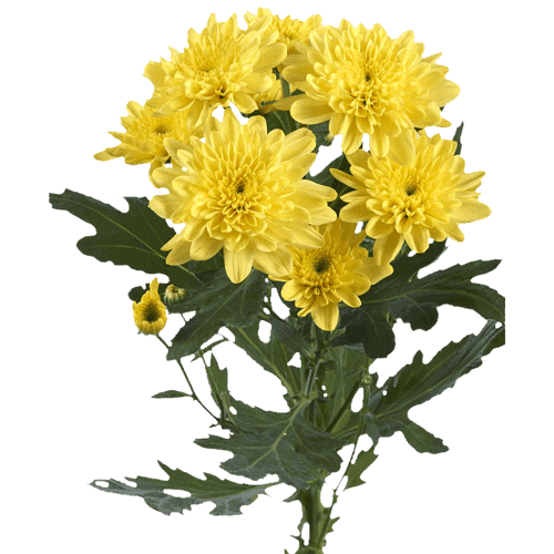 Chrysanthemums Cushion Yellow