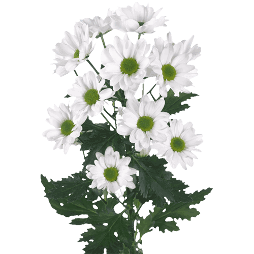 Daisy-White-Green-Eye-01