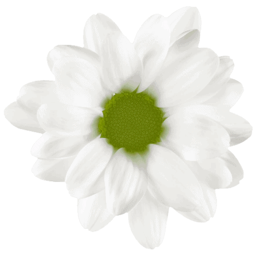 Daisy-White-Green-Eye-02