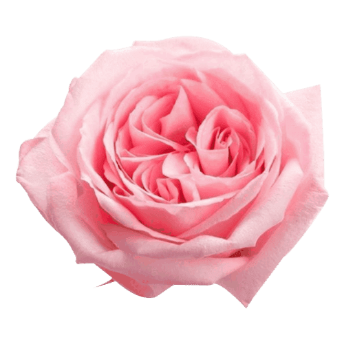 Garden Rose Pink O'Hare