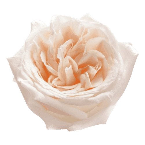 Garden Rose White O'Hare