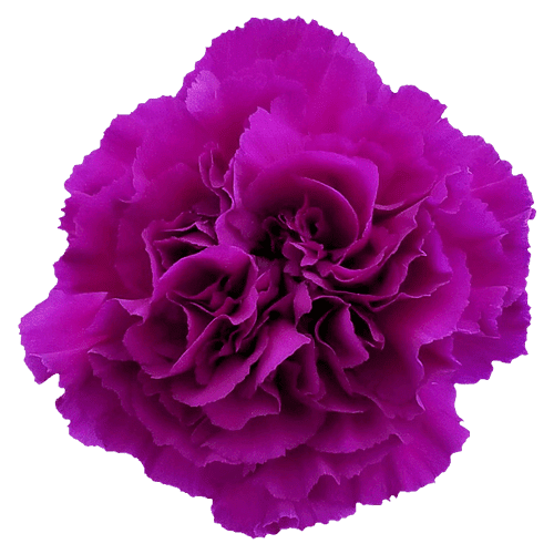 Carnations Monseñor Purple