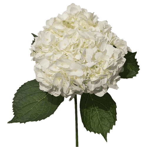 Hydrangea-Regular-6-white