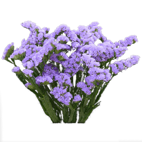 Lavender (1)
