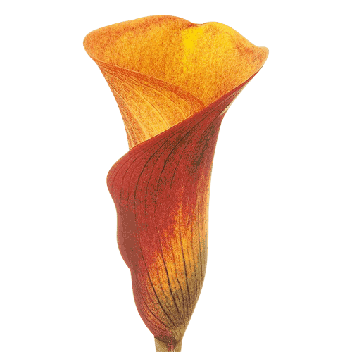 Mini-Calla-Lily-Orange