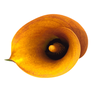 Mini-Calla-Orange-Mango-02-300x300