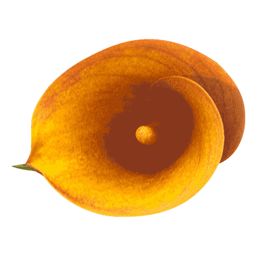 Mini-Calla-Orange-Mango-02