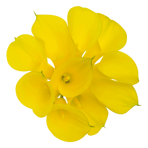 Mini-Calla-Yellow-01