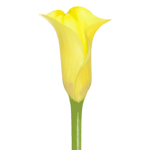 Mini-Calla-Yellow-03