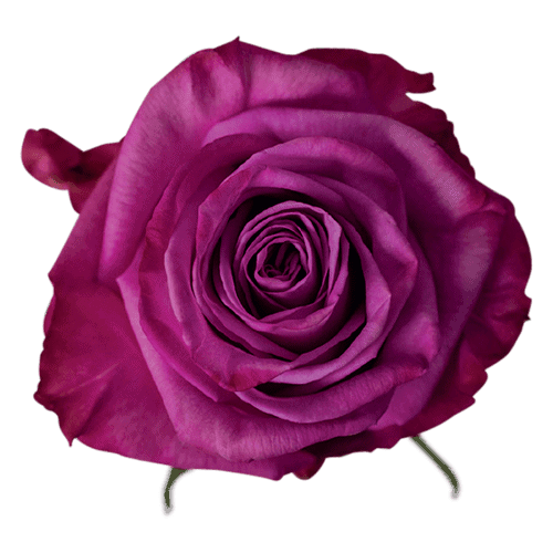 Rose Moody Blues Dark Bicolour Purple