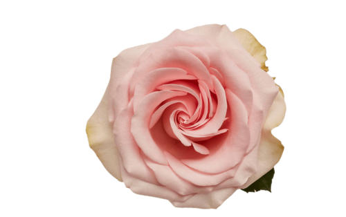 Rose novia light pink