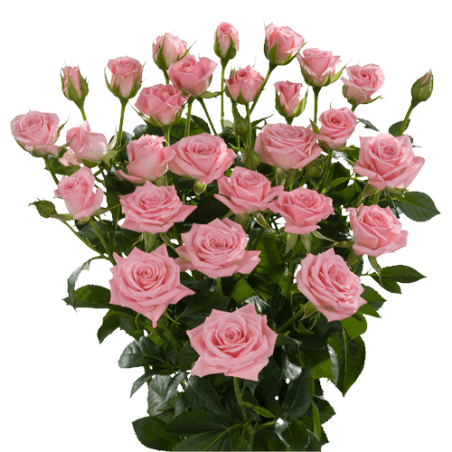 Spray Roses Odilia Pink