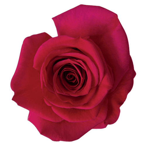 Rose Queen Berry Dark Pink
