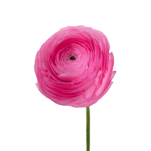 Ranunculus-Pink