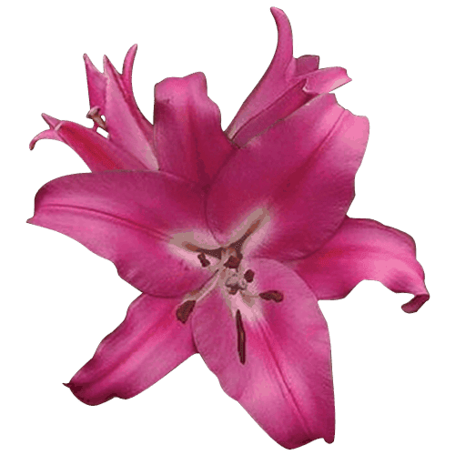 Oriental Lilies Robina