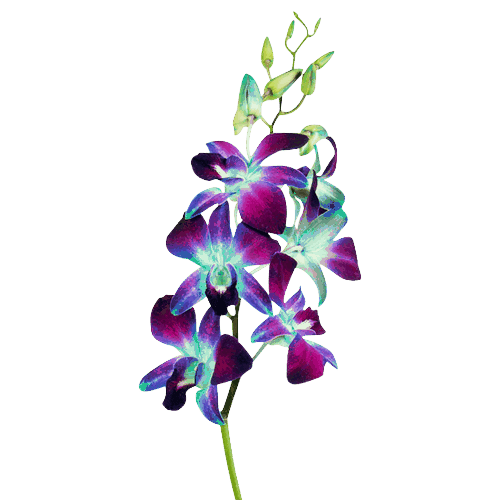 Dendrobium Orchids Sonia Blue Dyed Blue