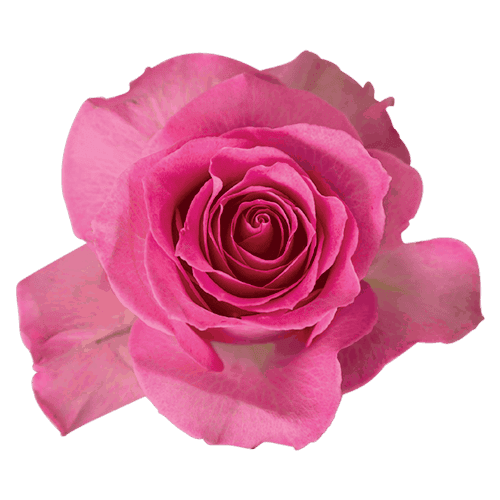 Rose Sweet Unique Med Pink