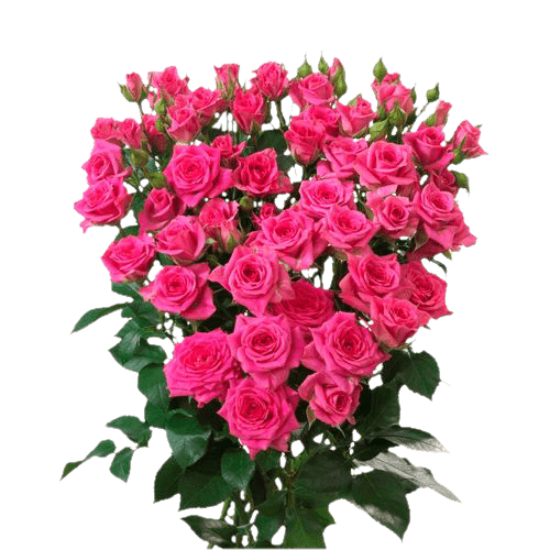 Spray Roses Tessa Pink