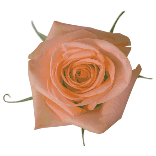 Rose Tiffany Peach