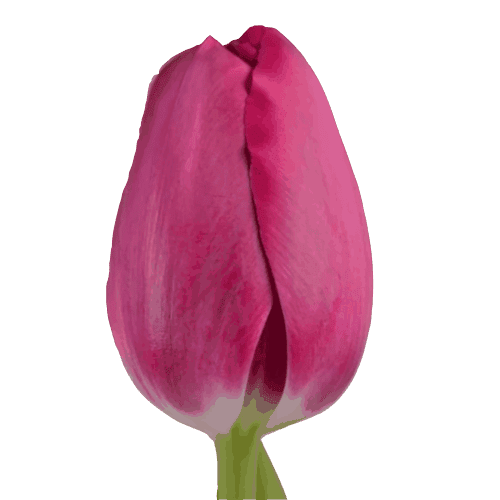 Tulips Dark Pink