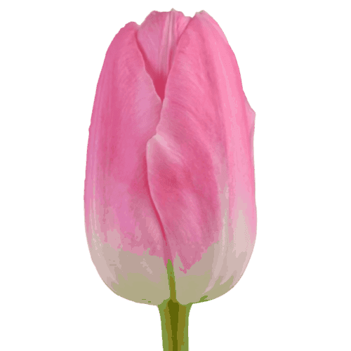 Tulip-Light-Pink