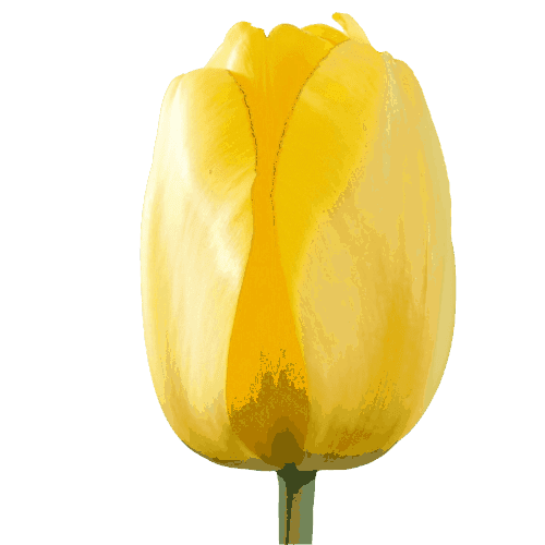 Tulip-Yellow