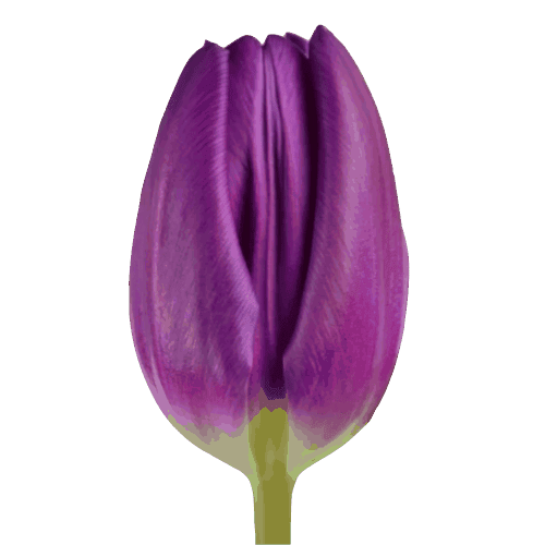 Tulips Purple