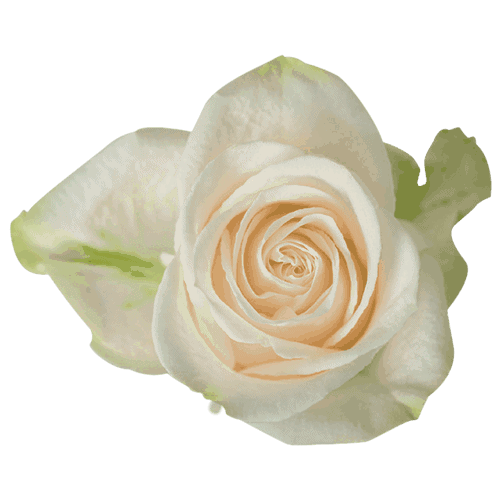 Rose Vendela Off White